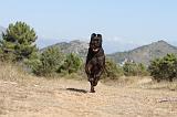 CANE CORSO 107